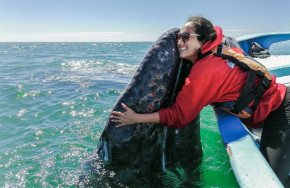 Baja Expeditions San Ignacio - Clamping