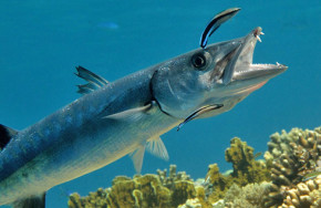 Emperor Divers Wadi Sabarah Lodge
