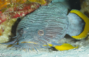 Pro Dive Royal Hideaway Playacar