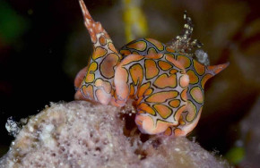 Romblon Fun Divers