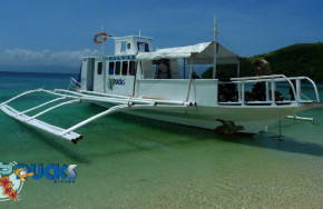 Ducks Diving Romblon
