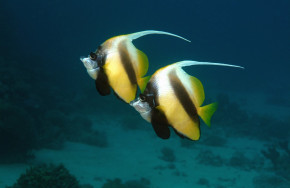 Red Sea Diving Safari Marsa Nakari - Tauchbasis