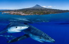 Pico Island Adventures