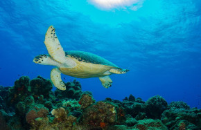 Dressel Divers Cozumel 